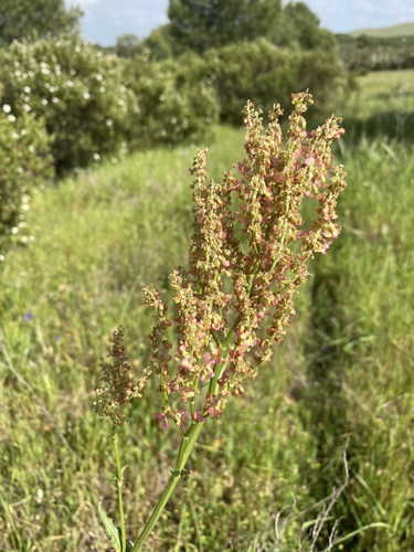 Rumex thyrsoides — photo