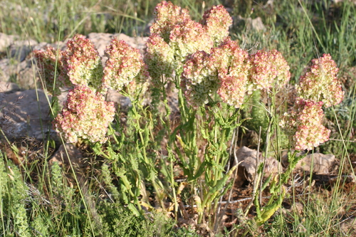 Rumex thyrsoides — photo
