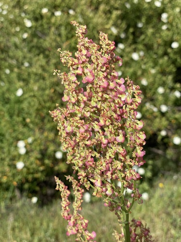 Rumex thyrsoides