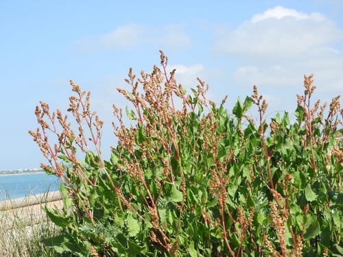 Rumex tingitanus — photo