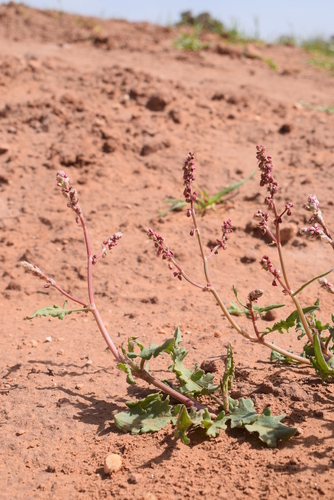 Rumex tingitanus