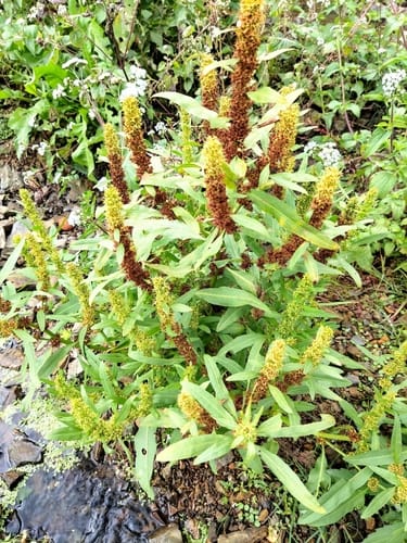 Rumex trisetifer — photo