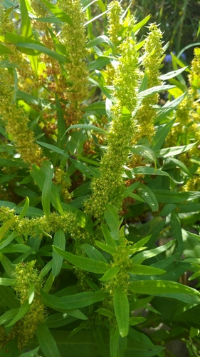 Rumex trisetifer