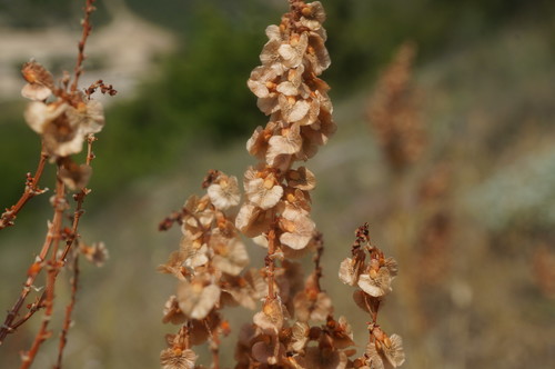 Rumex tuberosus subsp. creticus — photo