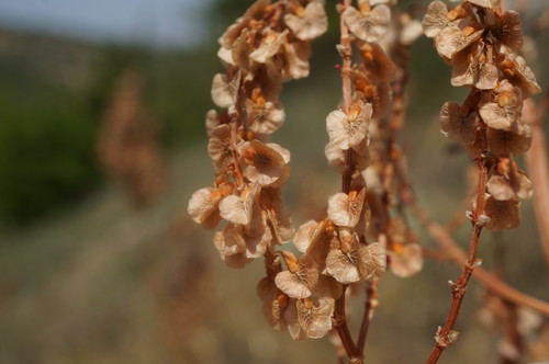 Rumex tuberosus subsp. horizontalis — photo