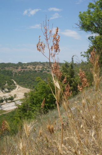 Rumex tuberosus subsp. horizontalis