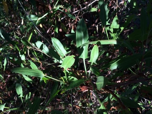 Rumex usambarensis — photo