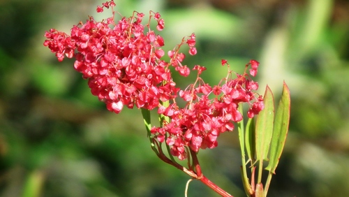 Rumex usambarensis