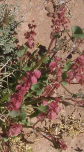 Rumex vesicarius (Ruby dock) — photo