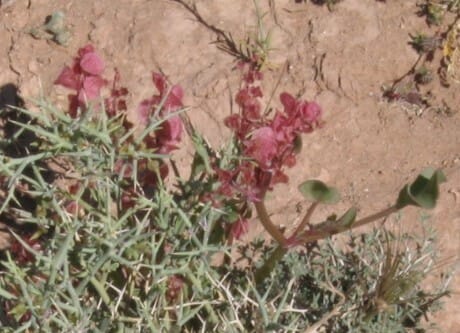 Rumex vesicarius (Ruby dock) — photo