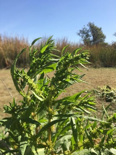 Rumex violascens — photo