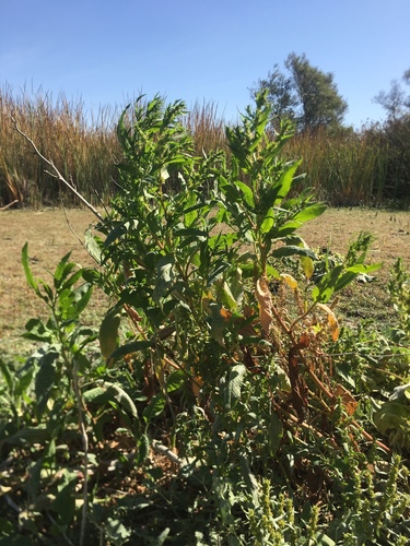 Rumex violascens