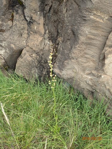 Rumex woodii (Paper hearts) — photo