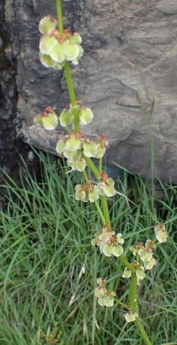 Rumex woodii (Paper hearts) — photo