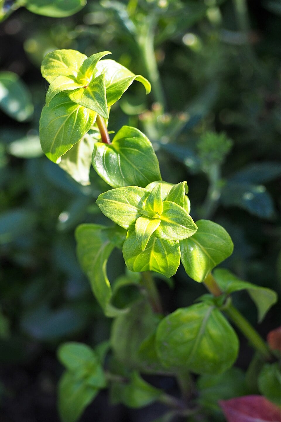 Rungia klossii