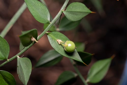 Ruscus aculeatus (Box Holly) — photo