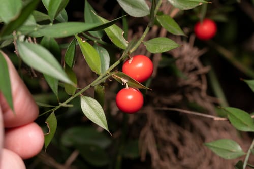Ruscus aculeatus (Box Holly) — photo