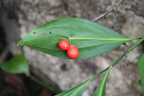 Ruscus colchicus