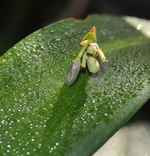 Ruscus hypoglossum — photo