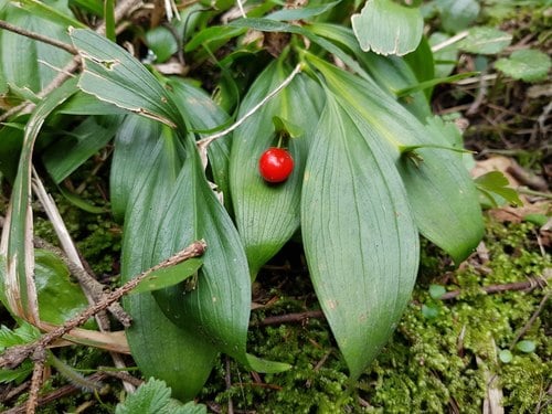 Ruscus hypoglossum