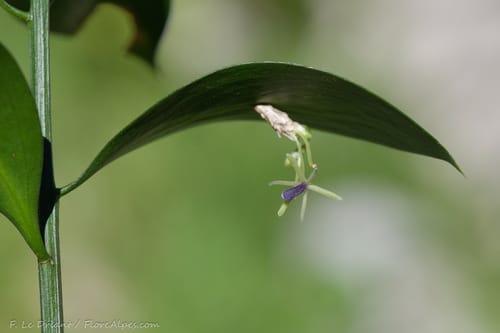 Ruscus hypophyllum (Thick-leaf Butchers broom) — photo