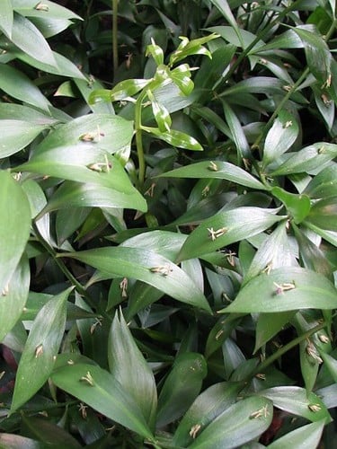 Ruscus hypophyllum