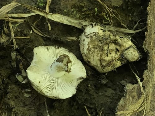Russula anthracina — photo