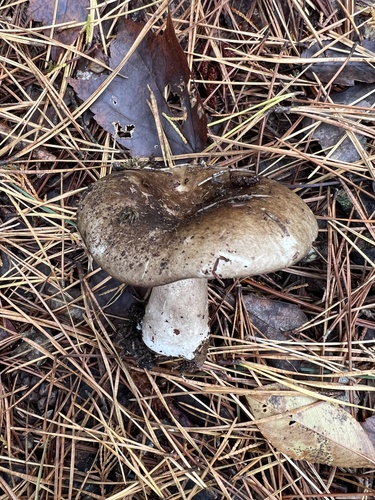 Russula anthracina