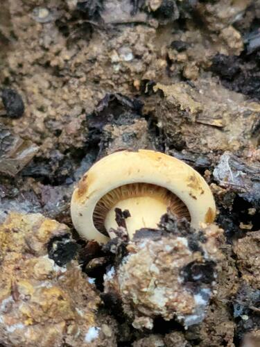 Russula brevipes (Short-stemmed Russula) — photo