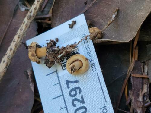 Russula brevipes (Short-stemmed Russula) — photo
