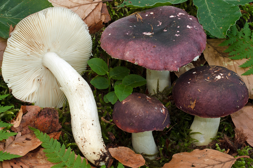Russula brunneoviolacea — photo