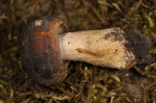 Russula brunneoviolacea — photo