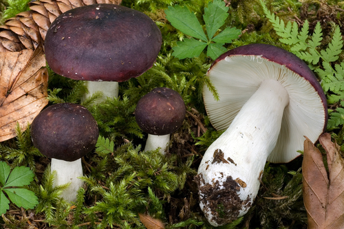 Russula brunneoviolacea