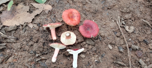 Russula congoana — photo