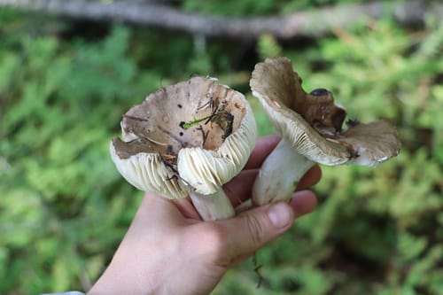 Russula consobrina — photo