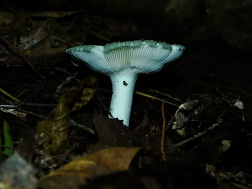 Russula crustosa — photo