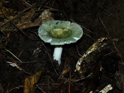 Russula crustosa — photo