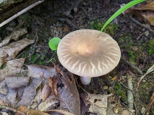 Russula crustosa