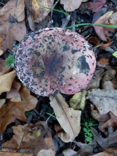 Russula cyanoxantha