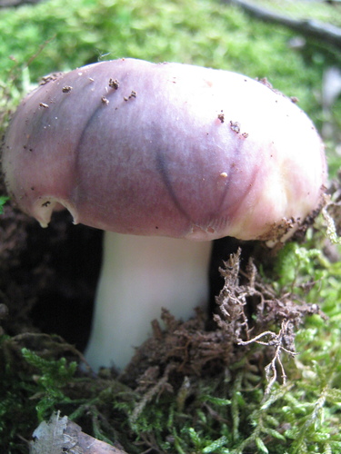 Russula cyanoxantha var. peltereaui