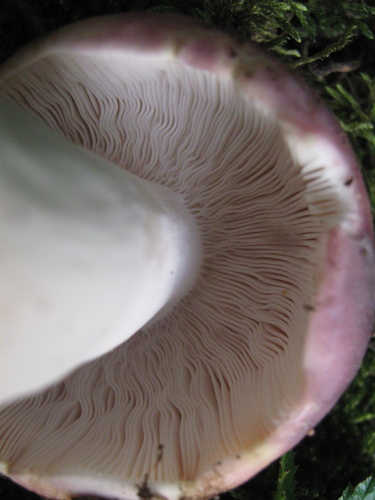 Russula cyanoxantha var. peltereaui (Peltereau's Russula) — photo