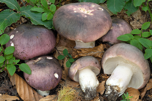 Russula cyanoxantha (Charcoal Burner) — photo