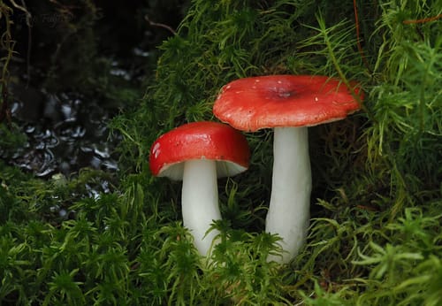 Russula emetica — photo