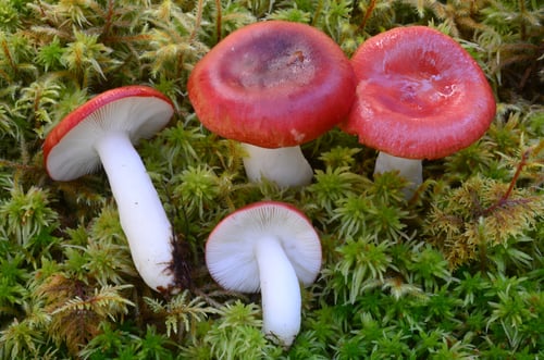 Russula emetica