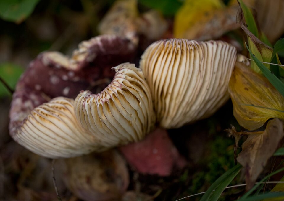 Russula erythropus — photo