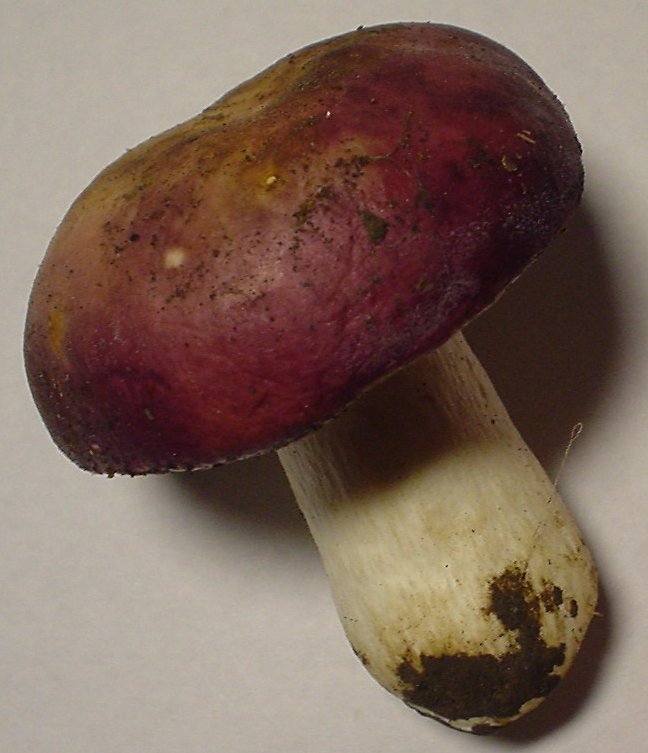 Russula erythropus