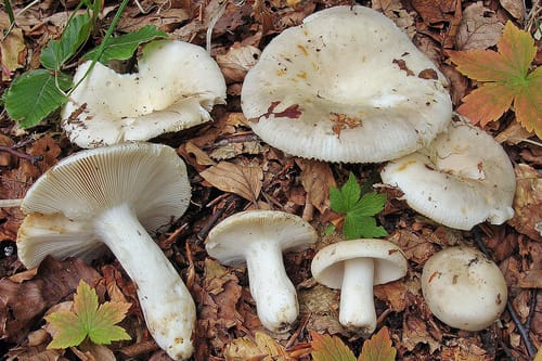 Russula faustiana — photo