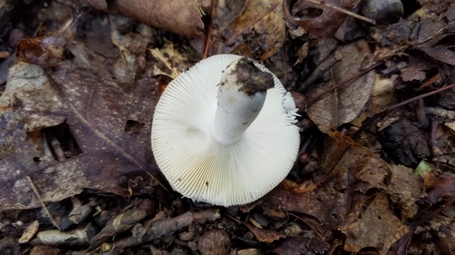 Russula flava — photo