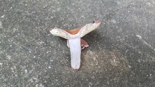 Russula flava — photo