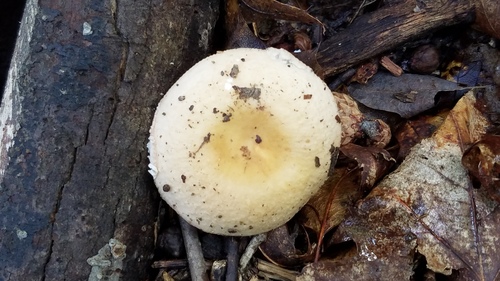 Russula flava